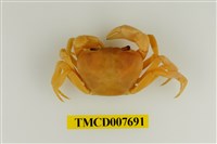 藏品(扁足澤蟹)的圖片